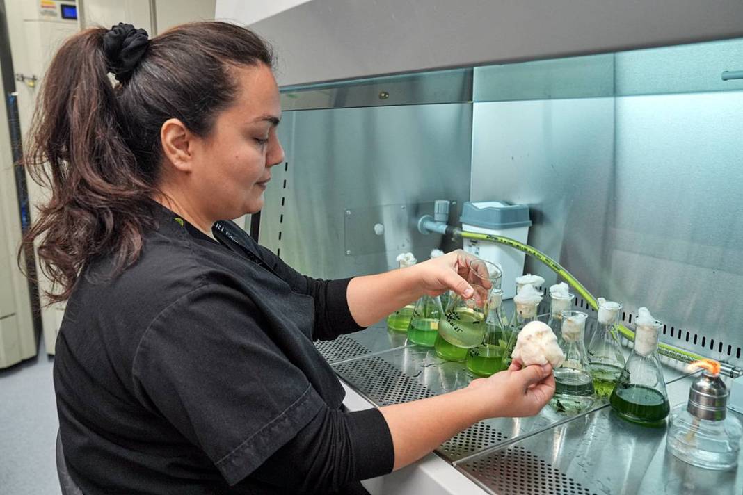 İstanbul'da buradan tutulan balıkları sakın yemeyin! Suda oksijen kalmadı, ağır metal ve pestisit var 2